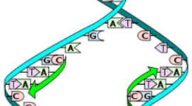Timeline: DNA Scientist Timeline