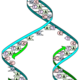 250px dna replication split.svg