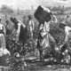 Slaves in cotton field 1