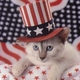 American flag tophat cat  large msg 130859012595