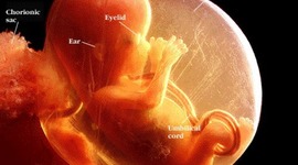 Timeline: Prenatal Development