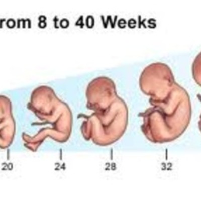 Timeline: Prenatal Development