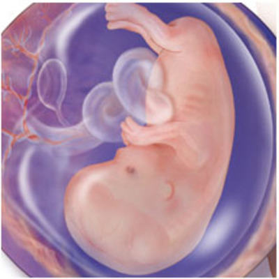 Timeline: Prental Development