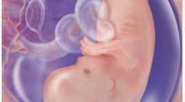 Timeline: Prental Development