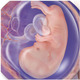 Fetal graphic