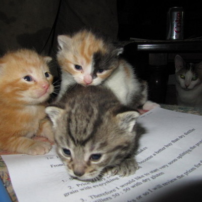 Timeline: Mrs. D's Barn Cats