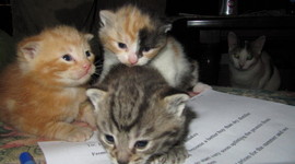 Timeline: Mrs. D's Barn Cats