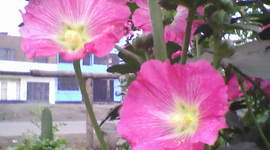 Timeline: futuro fotografo