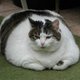 Fat cat