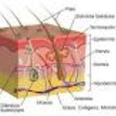 Timeline: ULCERAS POR PRESION
