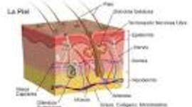 Timeline: ULCERAS POR PRESION