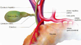 Timeline: patologia cronica de la via biliar