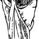 Coupe du monde