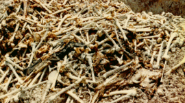 Timeline: Cambodian-Genocide Social 20-1