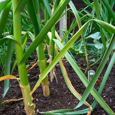 Timeline: Urban central