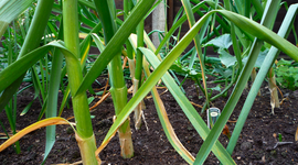 Timeline: Urban central