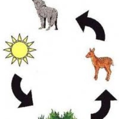 Timeline: Food Chains/Webs by Ann Lavallee