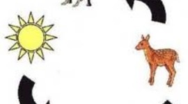 Timeline: Food Chains/Webs by Ann Lavallee