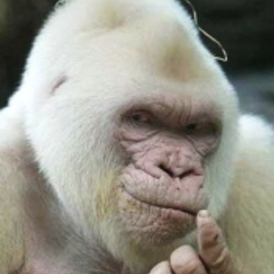 Timeline: Vida, longa vida