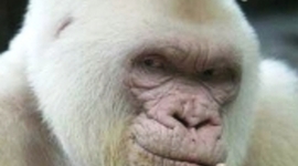 Timeline: Vida, longa vida