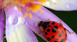 Timeline: A YEAR IN SEVENTH GRADE SCIENCE - (All dates are approximate)