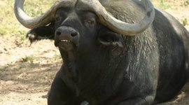 Timeline: 19th Century America