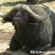 Truebuffalo