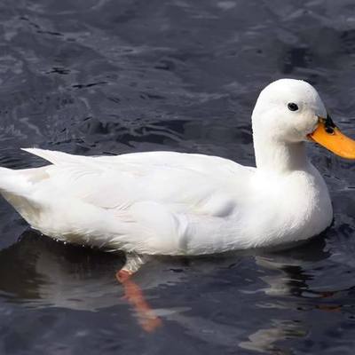 Timeline: 19th Century America