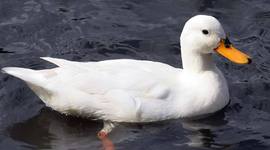 Timeline: 19th Century America