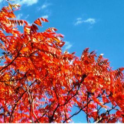 Timeline: November Schedule