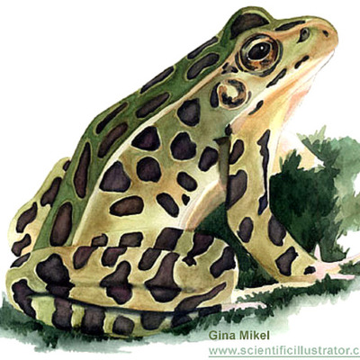 Timeline: Frog Life Cycle