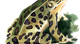 Timeline: Frog Life Cycle