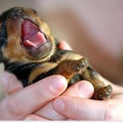 Timeline: Puppies getting older