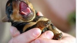 Timeline: Puppies getting older