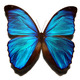 Blue morpho butterfly