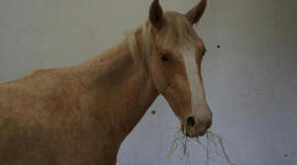 Timeline: Lucky Pal's Journey