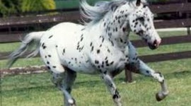 Timeline: Caitlyn Burke