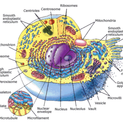 Timeline: Cell Theory Scientists