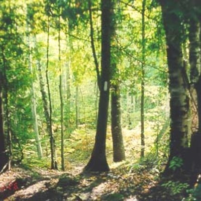 Timeline: Early History of Fir