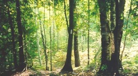 Timeline: Early History of Fir