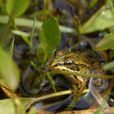 Timeline: Tuck Everlasting