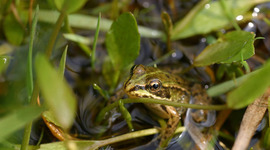 Timeline: Tuck Everlasting