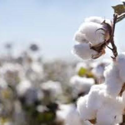 Timeline: Cotton, Slavery and the South 1790's - 1850's