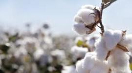 Timeline: Cotton, Slavery and the South 1790's - 1850's