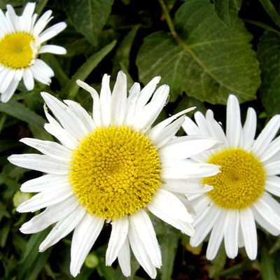 Timeline: Un poquito de mi vida