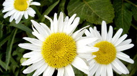 Timeline: Un poquito de mi vida