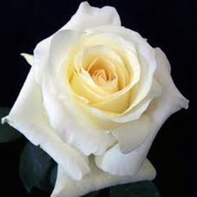 Timeline: Northern Renaissance