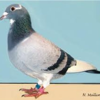 Timeline: pigenpost(tyler)