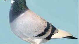 Timeline: pigenpost(tyler)