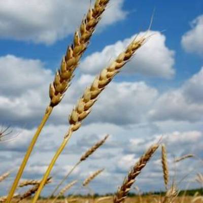 Timeline: Agricultural Revolution